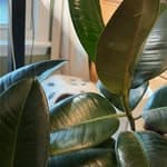 Hailey — Plant Care